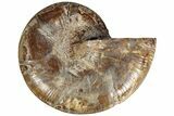 Jurassic Cut & Polished Ammonite Fossil (Half)- Madagascar #215996-1